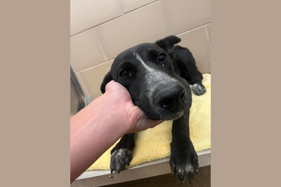 DeSoto Police Urge Public to Reclaim Lost Pets Following Recent Animal Impoundment