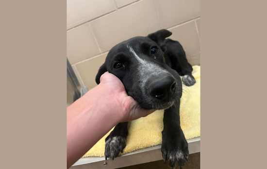 DeSoto Police Urge Public to Reclaim Lost Pets Following Recent Animal Impoundment