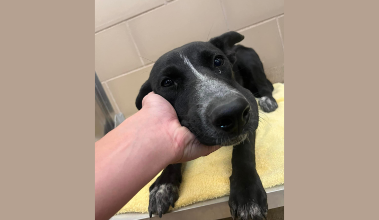 DeSoto Police Urge Public to Reclaim Lost Pets Following Recent Animal Impoundment
