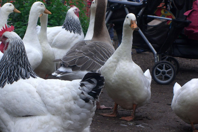 Detroit City Council Proposes Ordinance to Legalize Backyard Chickens, Ducks, and Bees Amid Urban Farming Trend