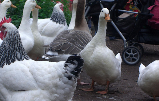 Detroit City Council Proposes Ordinance to Legalize Backyard Chickens, Ducks, and Bees Amid Urban Farming Trend
