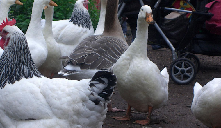 Detroit City Council Proposes Ordinance to Legalize Backyard Chickens, Ducks, and Bees Amid Urban Farming Trend