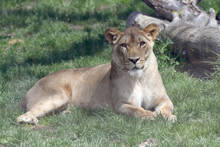 Detroit Zoo Announces Farewell to Beloved Lion Binti, Prepares to Welcome New Male to Pride