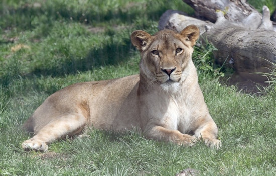Detroit Zoo Announces Farewell to Beloved Lion Binti, Prepares to Welcome New Male to Pride