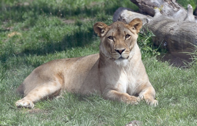 Detroit Zoo Announces Farewell to Beloved Lion Binti, Prepares to Welcome New Male to Pride