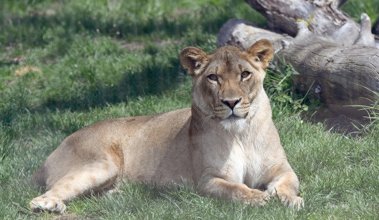Detroit Zoo Announces Farewell to Beloved Lion Binti, Prepares to Welcome New Male to Pride