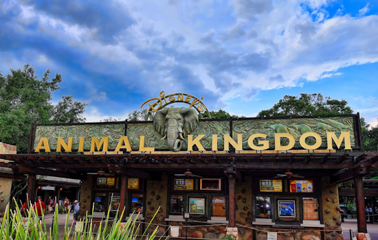 Disney's Animal Kingdom Celebrates Birth of New Sumatran Tiger Cub, Bakso: A Beacon of Hope for Endangered Species
