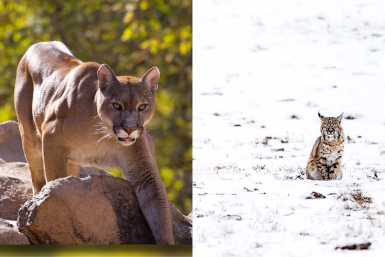Douglas County Commissioners Stand Firm Against Proposition 127, Champion Science-Based Wildlife Management in Colorado