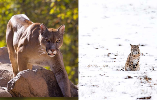 Douglas County Commissioners Stand Firm Against Proposition 127, Champion Science-Based Wildlife Management in Colorado