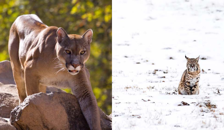 Douglas County Commissioners Stand Firm Against Proposition 127, Champion Science-Based Wildlife Management in Colorado