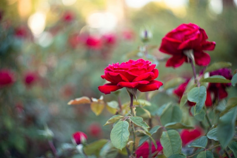 Duluth Community Invited to Join Annual 'Tipping of the Roses' Event at Leif Erikson Park