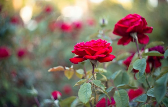 Duluth Community Invited to Join Annual 'Tipping of the Roses' Event at Leif Erikson Park