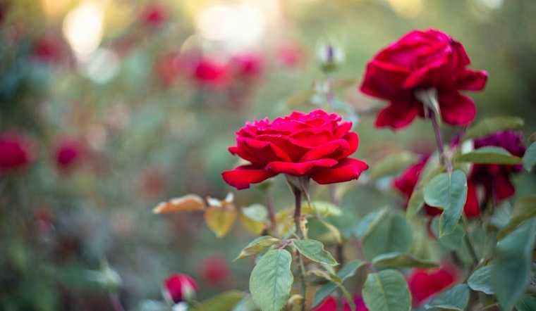 Duluth Community Invited to Join Annual 'Tipping of the Roses' Event at Leif Erikson Park