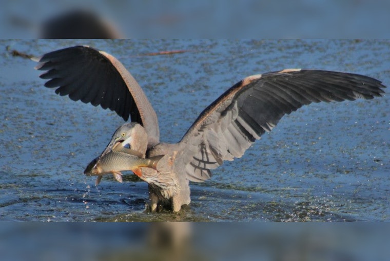 Eden Prairie Celebrates Local Talent in 2024 Community Photo Contest with "Blue Heron Breakfast" Taking Top Honors