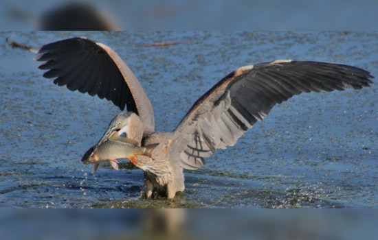 Eden Prairie Celebrates Local Talent in 2024 Community Photo Contest with "Blue Heron Breakfast" Taking Top Honors
