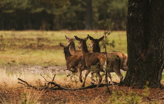 EHD Outbreak in Deer Hits Chicagoland and Michigan, Threatens Wildlife Balance Amid Hunting Season