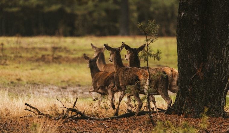 EHD Outbreak in Deer Hits Chicagoland and Michigan, Threatens Wildlife Balance Amid Hunting Season
