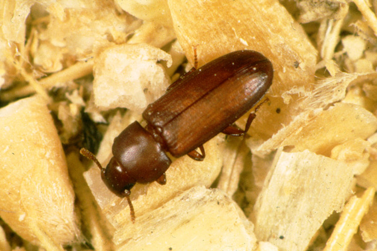 El Paso County Allocates $25,000 to Combat Socorro's Red Flour Beetle Plague with Free Pesticides