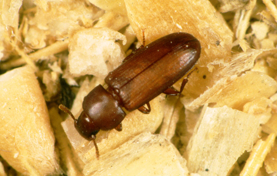 El Paso County Allocates $25,000 to Combat Socorro's Red Flour Beetle Plague with Free Pesticides