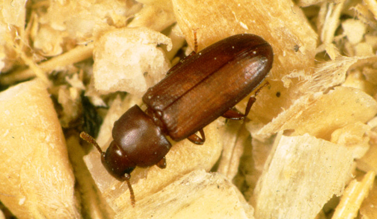 El Paso County Allocates $25,000 to Combat Socorro's Red Flour Beetle Plague with Free Pesticides