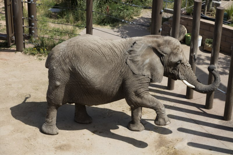 Elephant Rights Showdown in Denver: Colorado Supreme Court to Judge Fate of Cheyenne Mountain Zoo Pachyderms