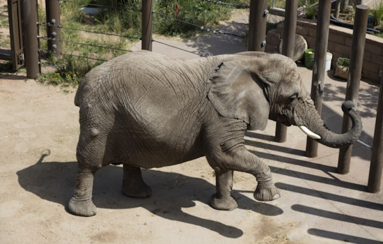 Elephant Rights Showdown in Denver: Colorado Supreme Court to Judge Fate of Cheyenne Mountain Zoo Pachyderms