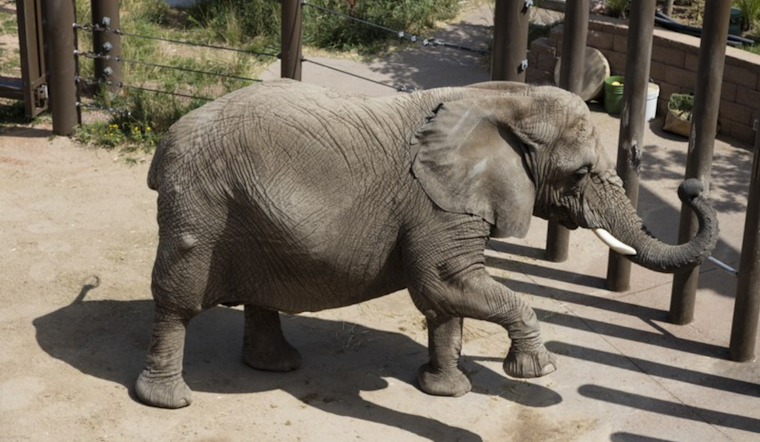 Elephant Rights Showdown in Denver: Colorado Supreme Court to Judge Fate of Cheyenne Mountain Zoo Pachyderms