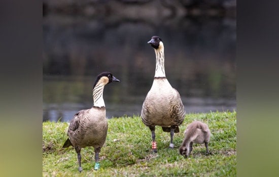 Endangered Nēnē Goose Struck in Hit and Run at Liliʻuokalani Park as Authorities Seek Witnesses