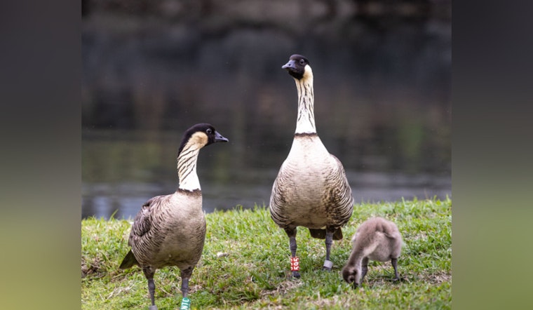 Endangered Nēnē Goose Struck in Hit and Run at Liliʻuokalani Park as Authorities Seek Witnesses
