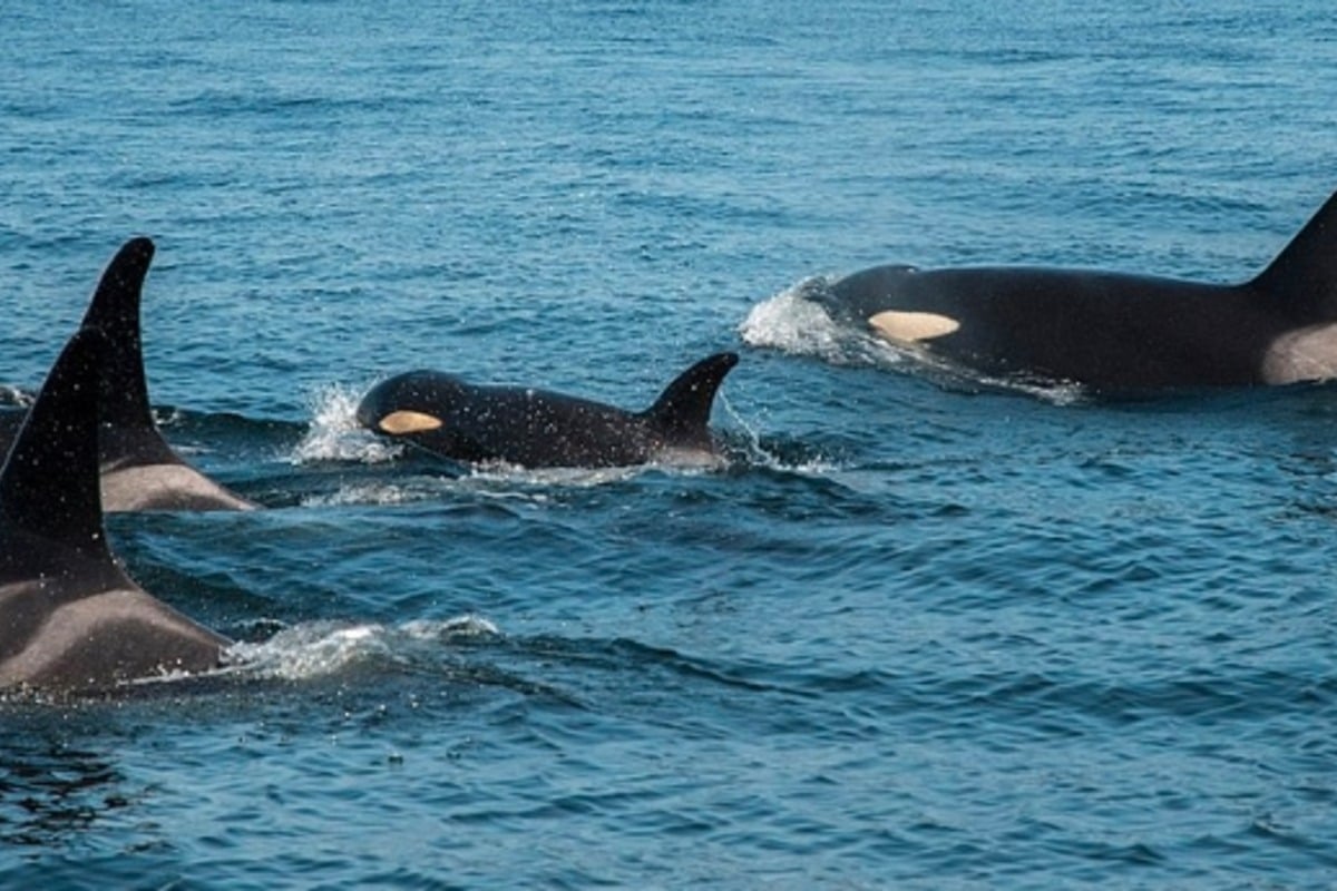 Endangered Southern Resident Orcas Spotted in Puget Sound, Prompting