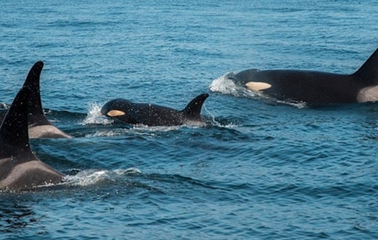 Endangered Southern Resident Orcas Spotted in Puget Sound, Prompting Conservation Reminders