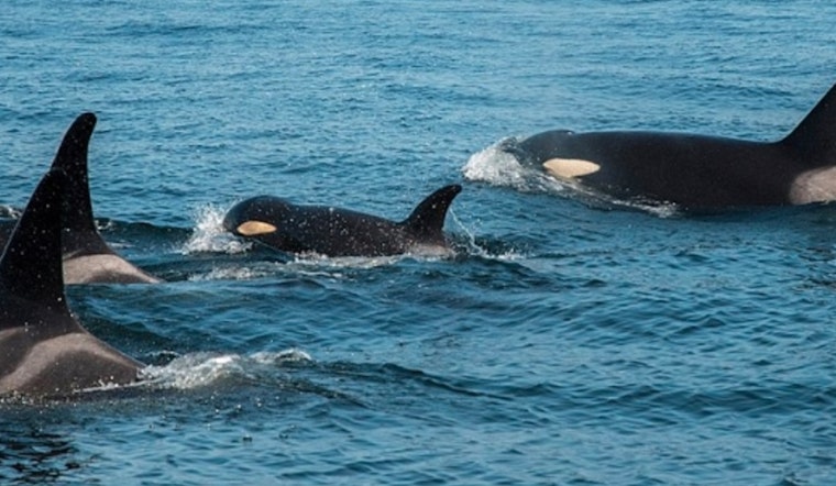 Endangered Southern Resident Orcas Spotted in Puget Sound, Prompting Conservation Reminders