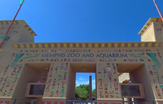Escaped Monkey at Memphis Zoo Safely Recaptured; Raj the Colobus Monkey Unharmed after Brief Adventure
