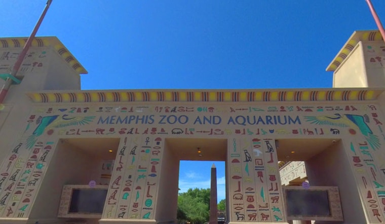Escaped Monkey at Memphis Zoo Safely Recaptured; Raj the Colobus Monkey Unharmed after Brief Adventure