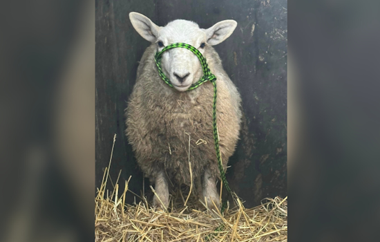 Escaped Sheep Leads Beaver Falls First Responders on Six-Block Chase
