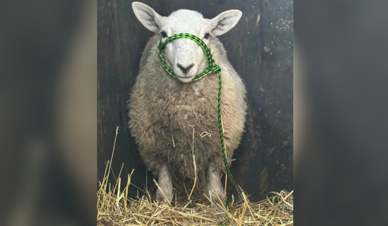 Escaped Sheep Leads Beaver Falls First Responders on Six-Block Chase