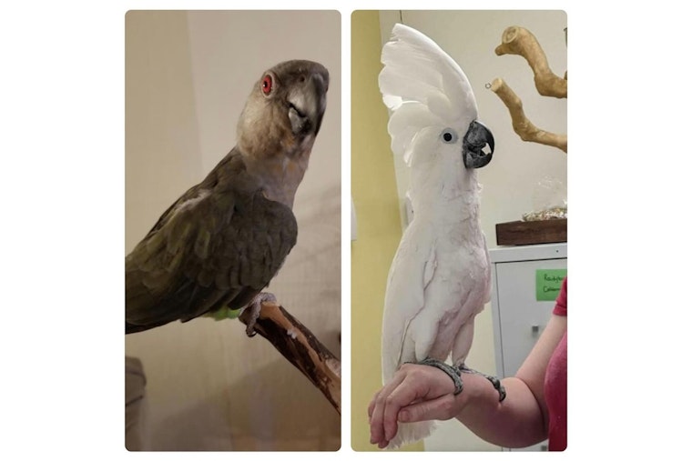 Exotic Bird Tofu Reunited with Concord Pet Shop Search Continues