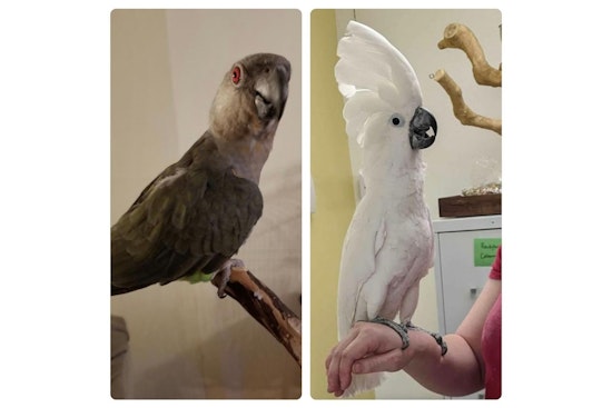Exotic Bird "Tofu" Reunited with Concord Pet Shop; Search Continues for Companion "Plato" Amid Ongoing Investigation