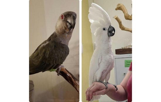 Exotic Bird "Tofu" Reunited with Concord Pet Shop; Search Continues for Companion "Plato" Amid Ongoing Investigation