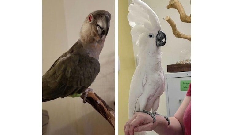 Exotic Bird "Tofu" Reunited with Concord Pet Shop; Search Continues for Companion "Plato" Amid Ongoing Investigation
