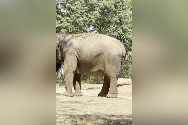 Expectant Joy at Saint Louis Zoo as Asian Elephant Jade Prepares for Motherhood in 2024-2025