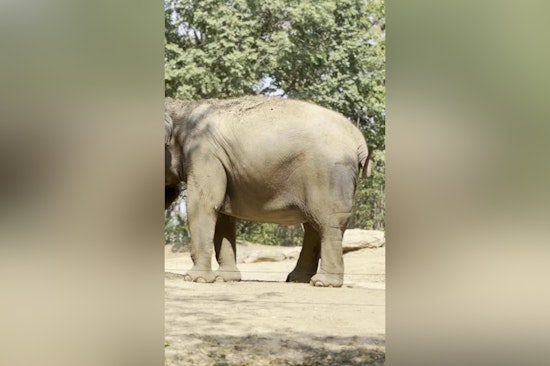 Expectant Joy at Saint Louis Zoo as Asian Elephant Jade Prepares for Motherhood in 2024-2025