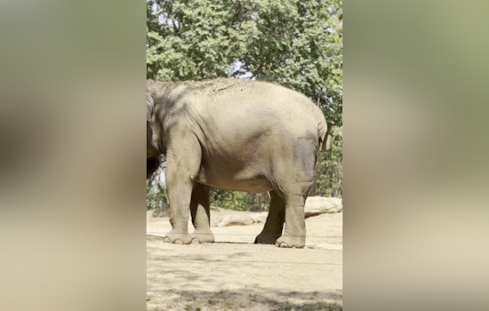 Expectant Joy at Saint Louis Zoo as Asian Elephant Jade Prepares for Motherhood in 2024-2025