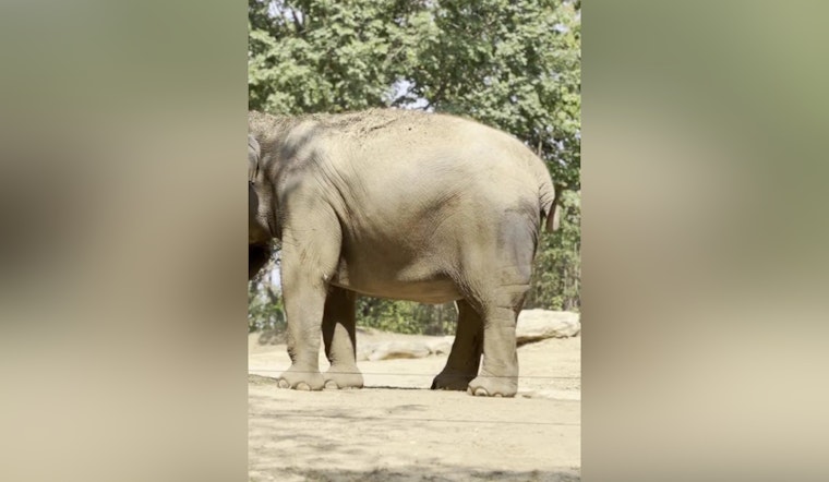 Expectant Joy at Saint Louis Zoo as Asian Elephant Jade Prepares for Motherhood in 2024-2025
