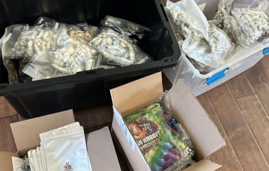Fallbrook Man Charged with Running Major Psilocybin Mushroom Operation, San Diego Deputies Seize $200K Worth of Drugs