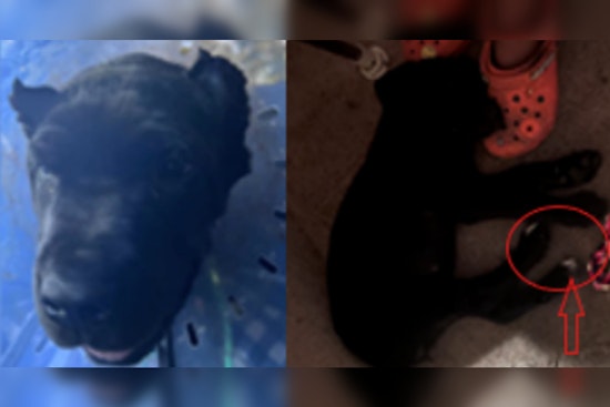 Family Pleads for Return of Stolen 3-Month-Old Cane Corso "Pepper" in Southeast, MPD Offers $1,000 Reward