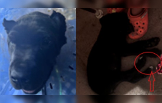 Family Pleads for Return of Stolen 3-Month-Old Cane Corso "Pepper" in Southeast, MPD Offers $1,000 Reward