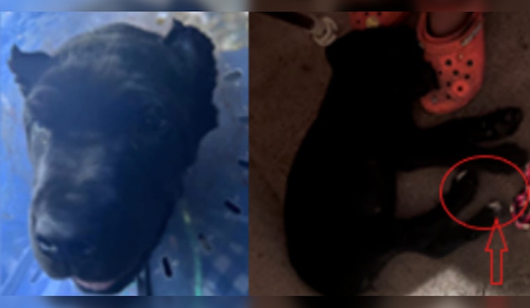 Family Pleads for Return of Stolen 3-Month-Old Cane Corso "Pepper" in Southeast, MPD Offers $1,000 Reward