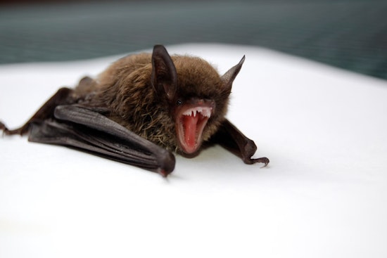 First Rabies Case of 2024 Identified in Muskegon County Bat