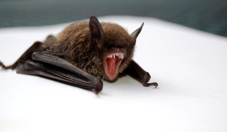 First Rabies Case of 2024 Identified in Muskegon County Bat